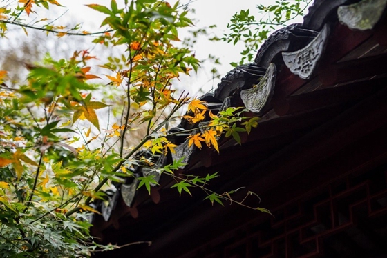 最近刪除的照片刪除怎么恢復(fù)？可嘗試這幾種方法！